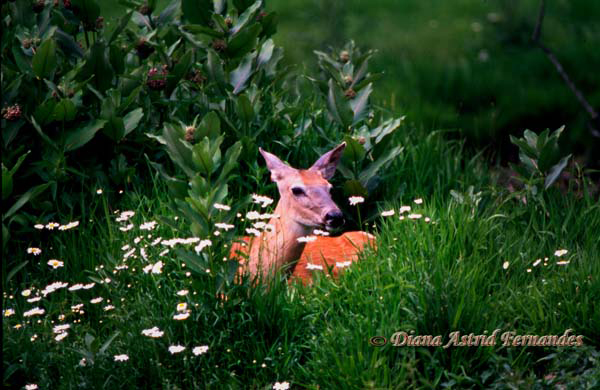 White-Tail-Deer-among-the-daisies---sanctuary